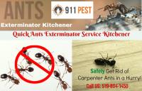 Pest Control Kitchener image 9